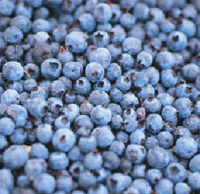 Blueberry Festival