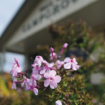 Trailway Campground, City of Montague