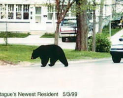 Black Bear visits City of Montague, circa 1999